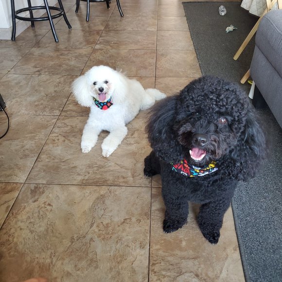 Meet your Posher, Kristi - Picture 4 of 7